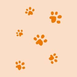 farbe-a-katzen-socken