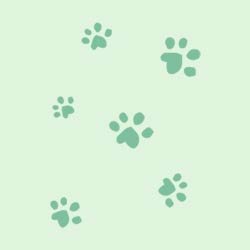 farbe-b-katzen-socken