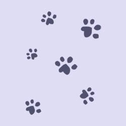 farbe-c-katzen-socken